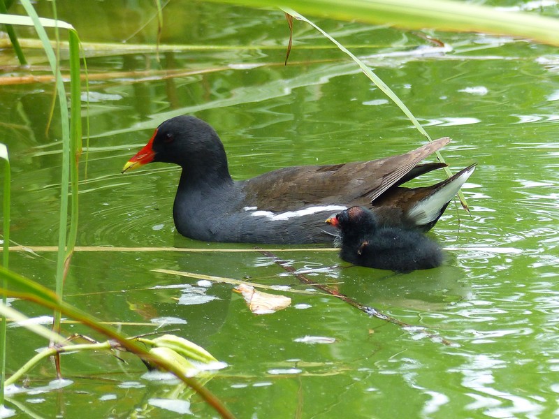 Bébé + parent Gallinule poule d'eau