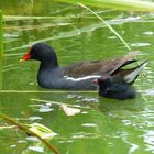 Bébé + parent Gallinule poule d'eau