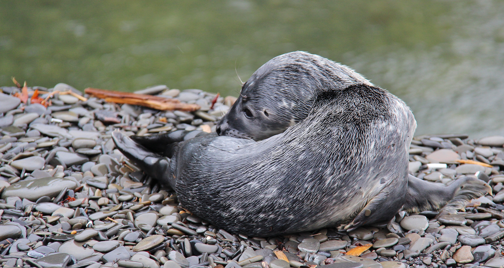 peluche bébé phoque blanc