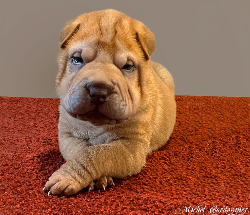 bébé Shar Pei.