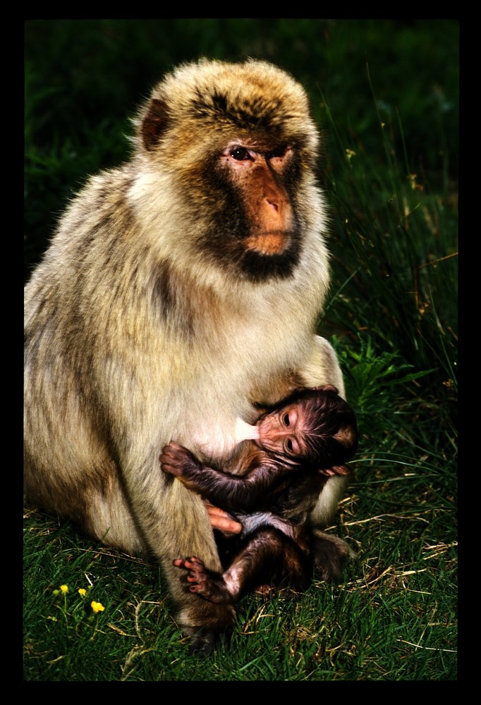 Bébé singe et sa mère