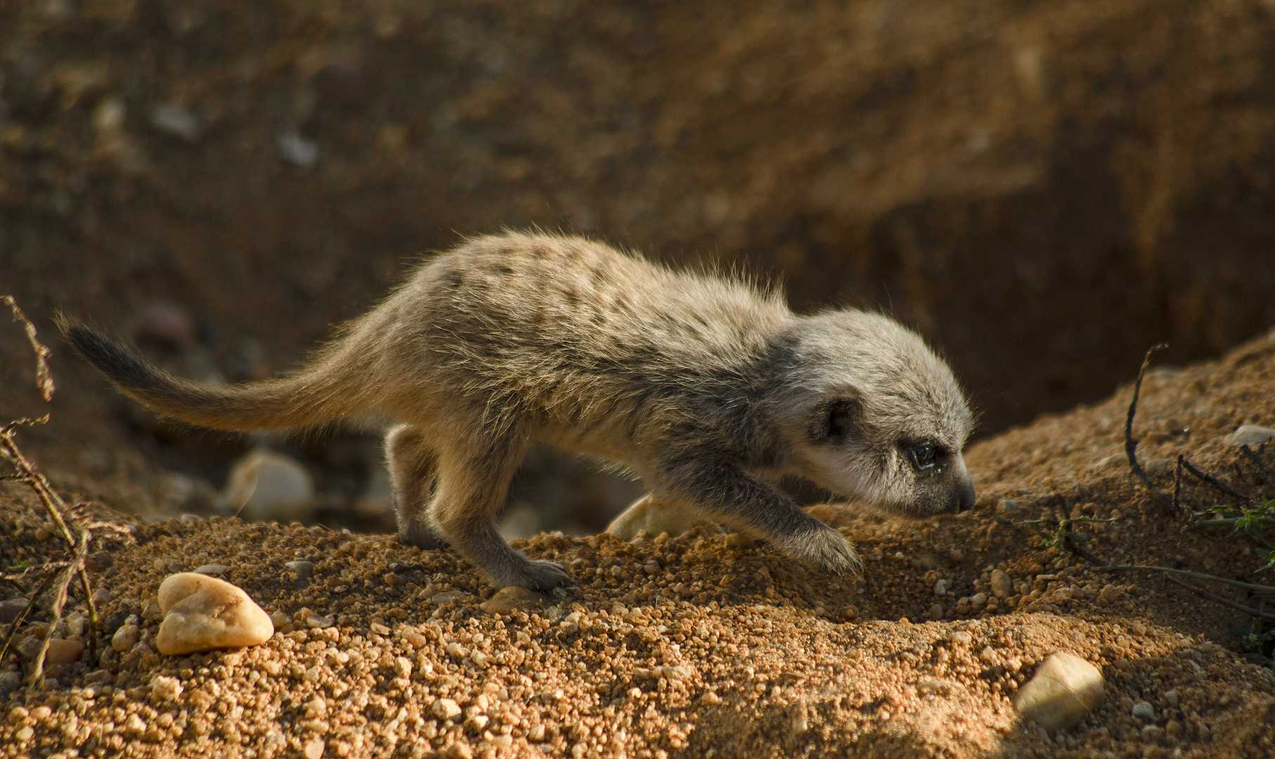 Bébé sur une piste... (Suricata suricatta, suricate)