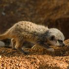 Bébé sur une piste... (Suricata suricatta, suricate)