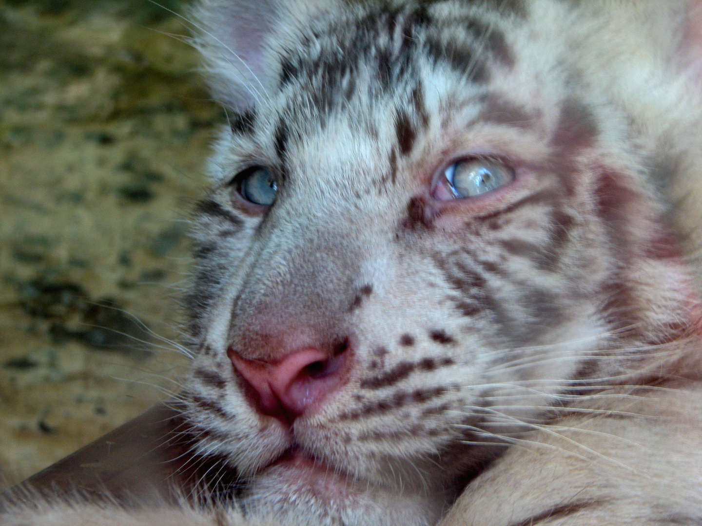 Bébé tigre blanc