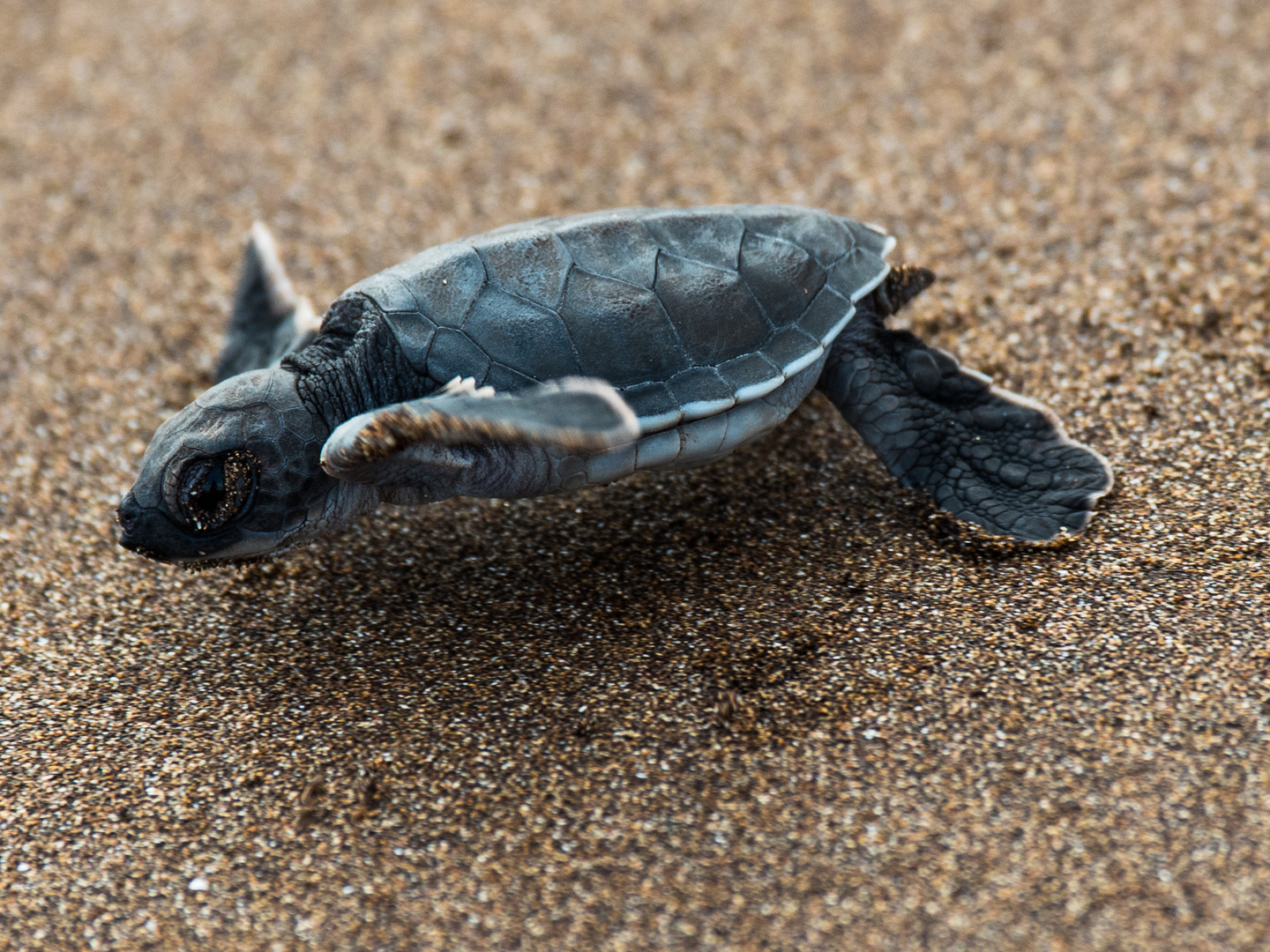 Bébé tortue