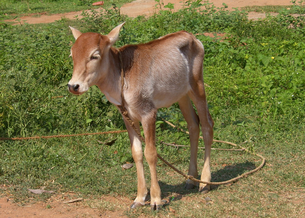 Bébé vache à Auroville