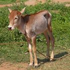 Bébé vache à Auroville