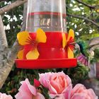 Bebedero colibrí y rosas en Ranelagh