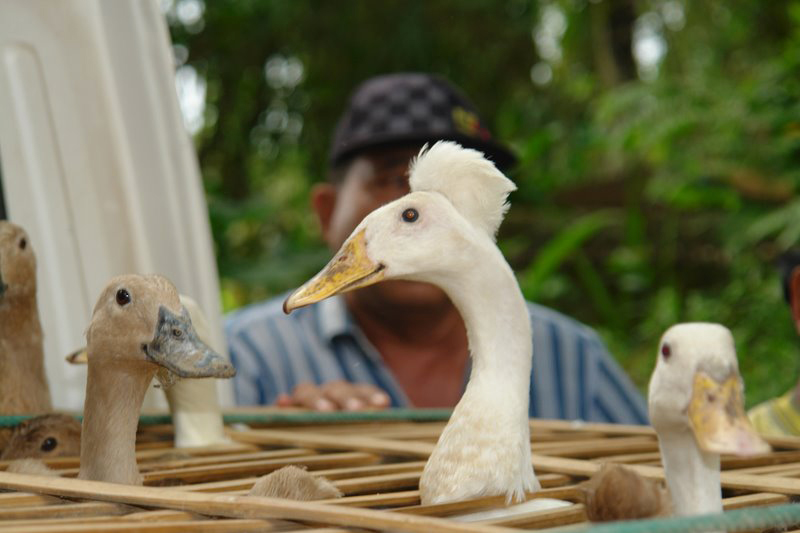 bebek ,nome anatra indonesia