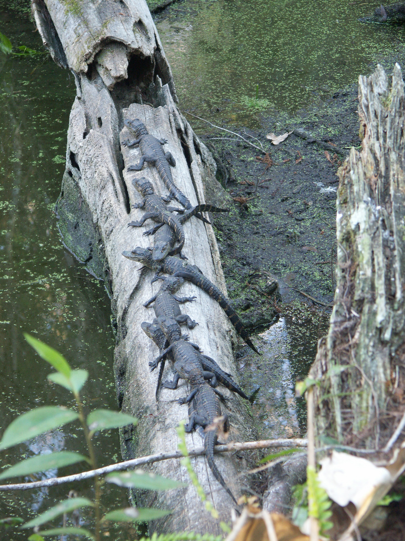 bébés alligators, attention mère pas loin