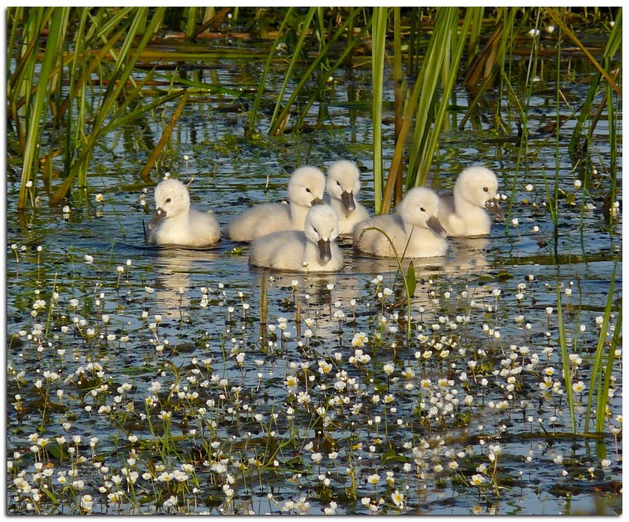 Bébés cygnes