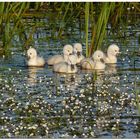 Bébés cygnes