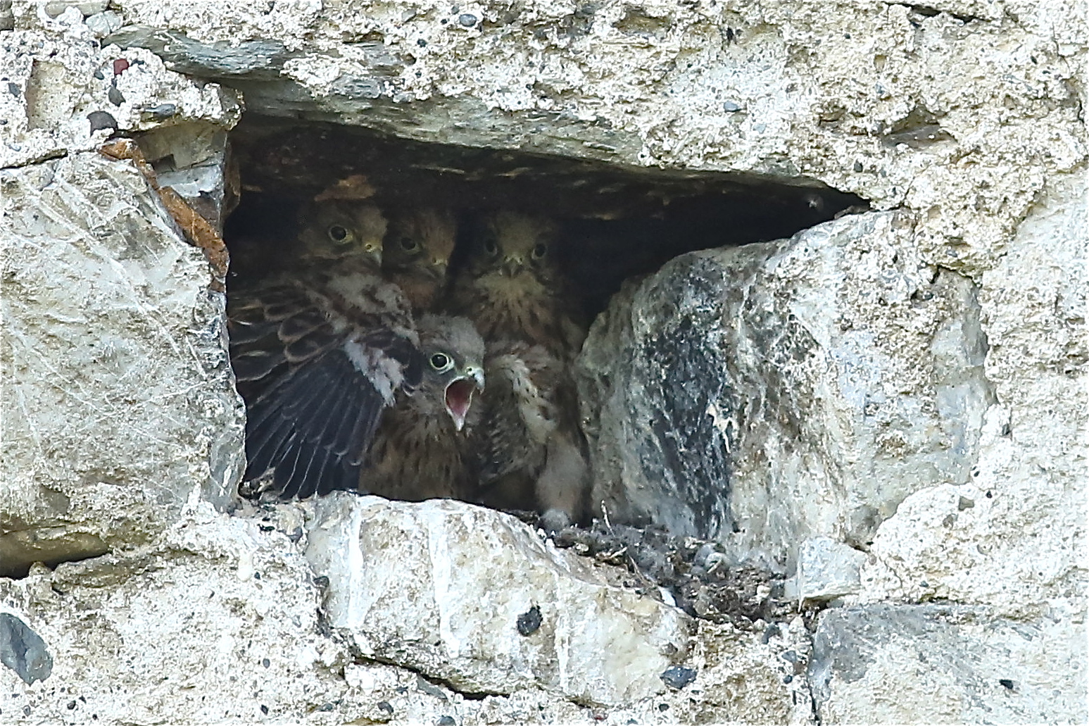 Bébés Faucons