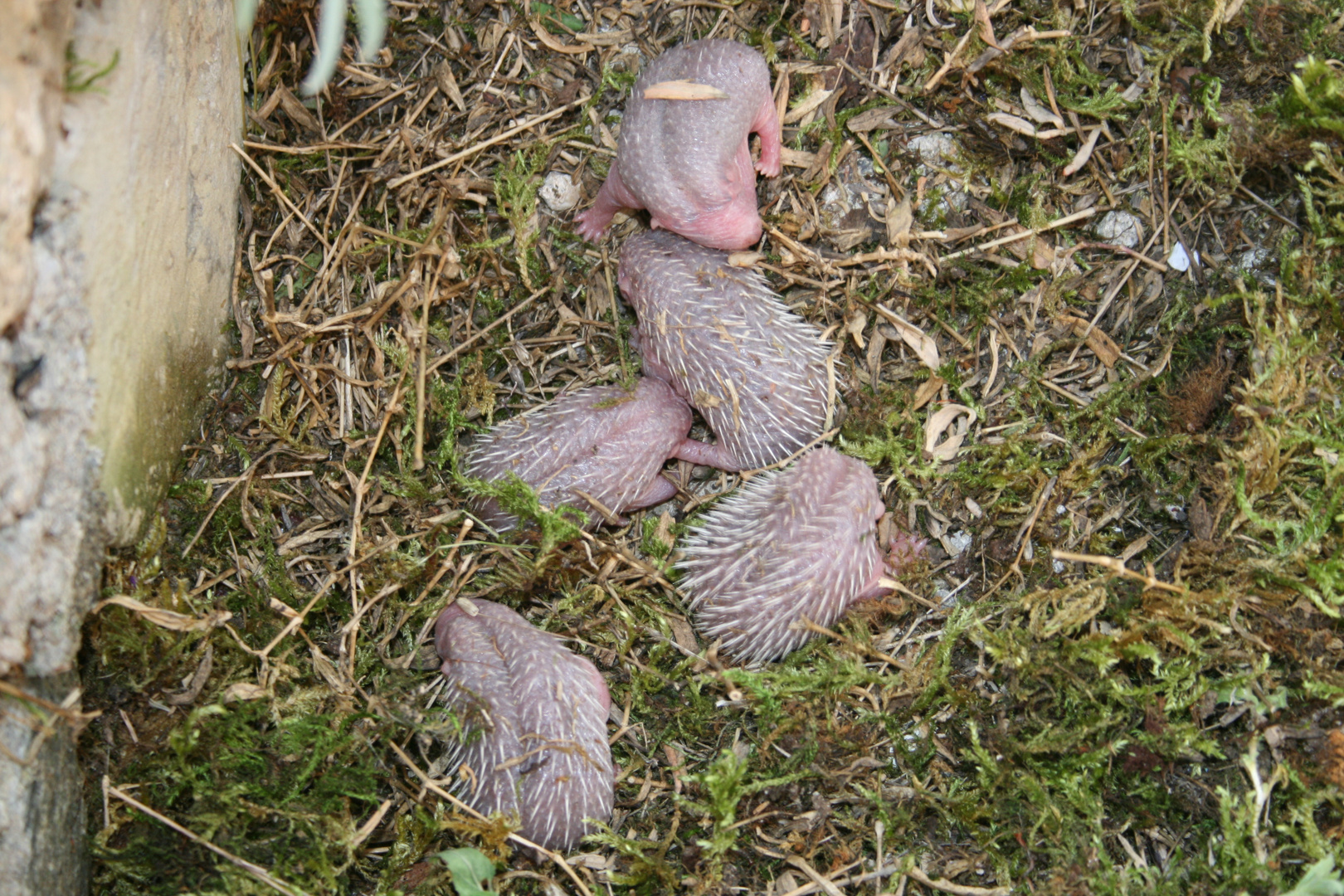 Bébés hérissons dans mon jardin