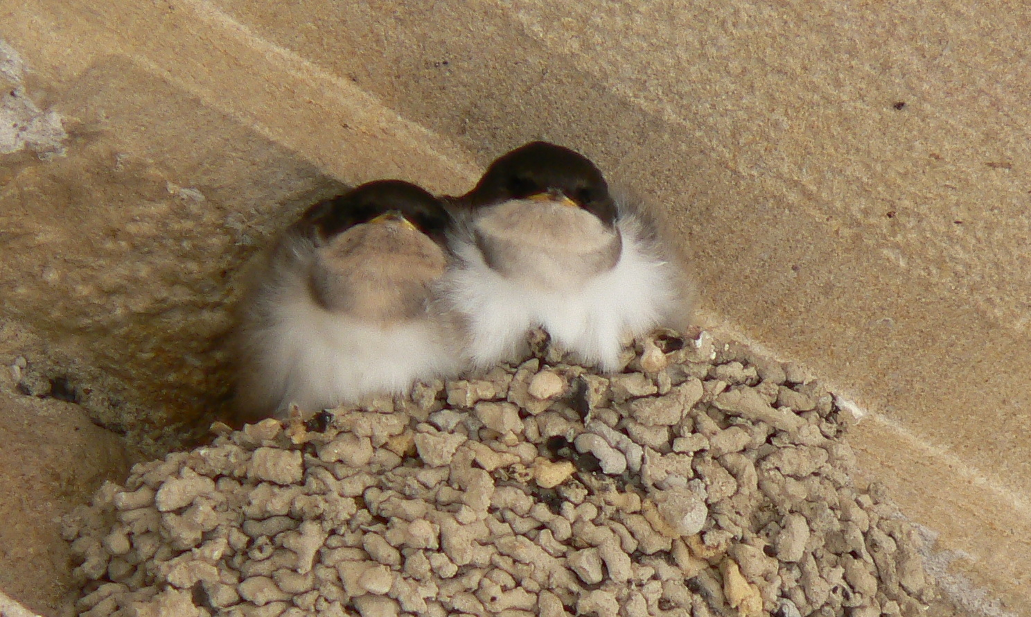 Bébés hirondelles .