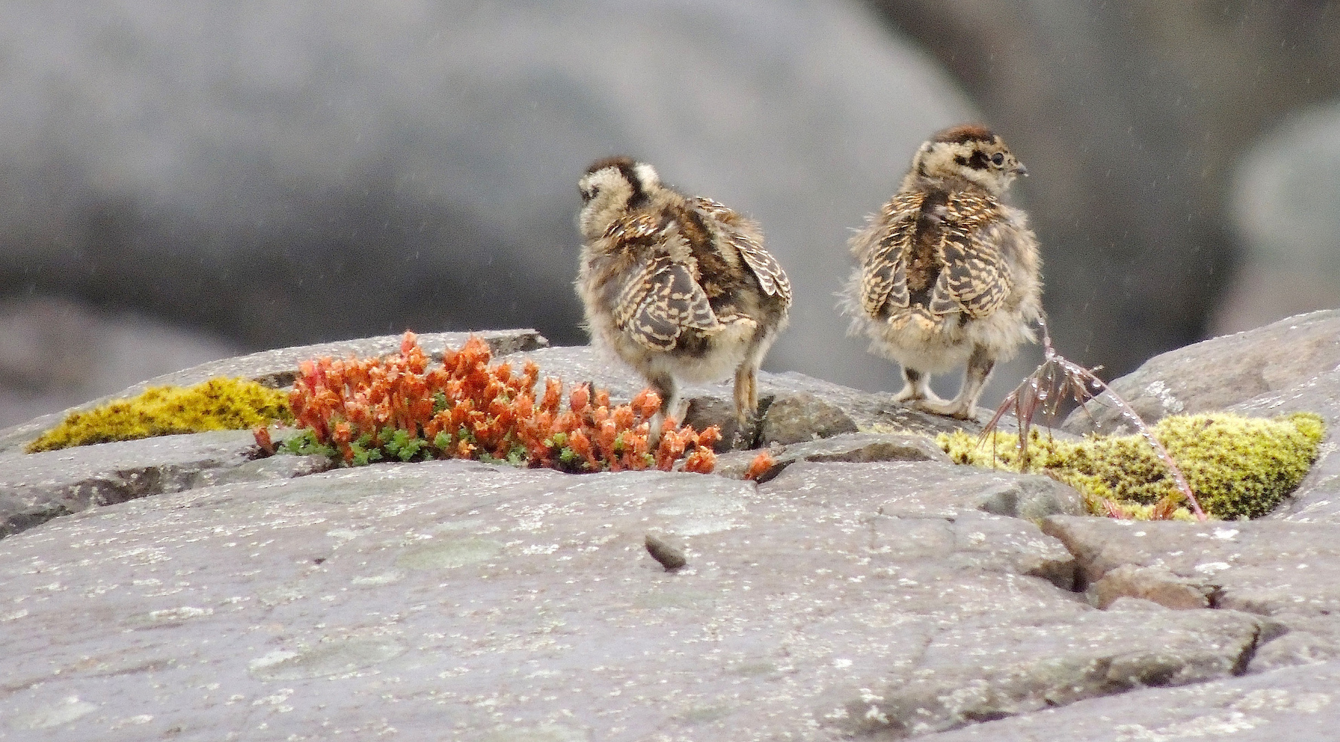 Bébés Lagopèdes d'Islande