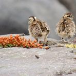 Bébés Lagopèdes d'Islande