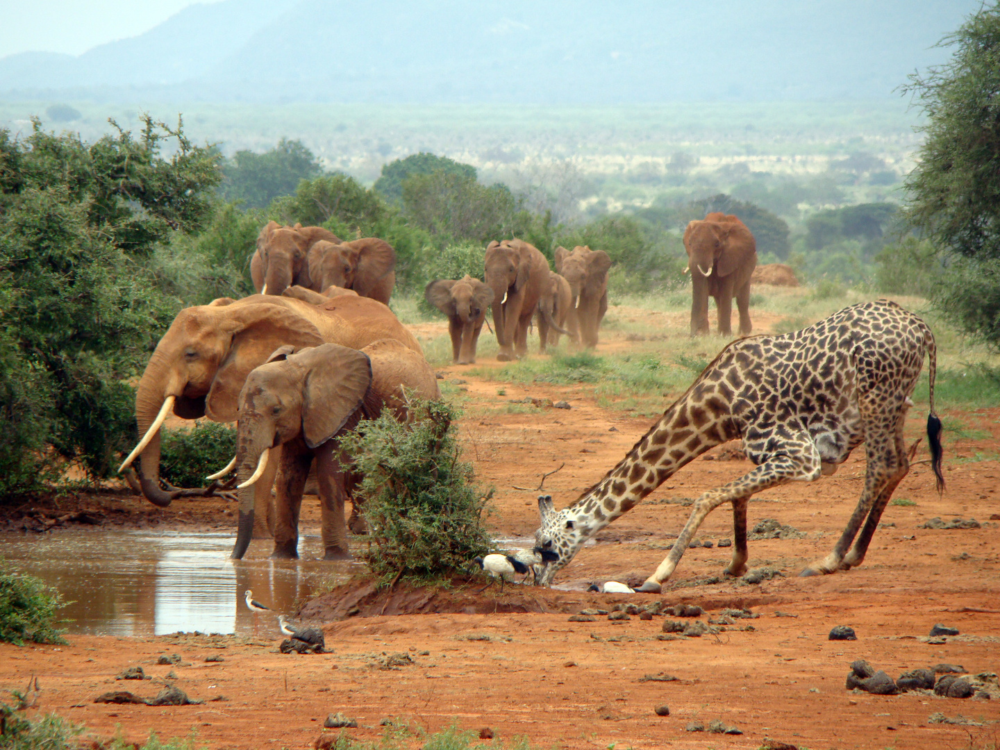 Animales Tomando Agua