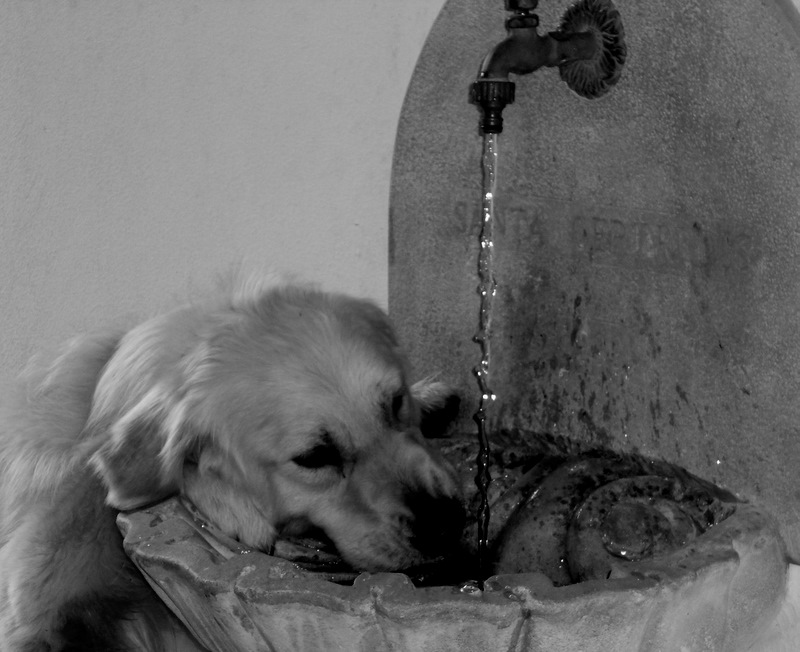 Bebiendo agua de la fuente