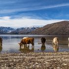 Bebiendo en el Lago