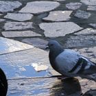 bebiendo en la fuente