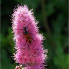 Bébête ? sur spirée billardii