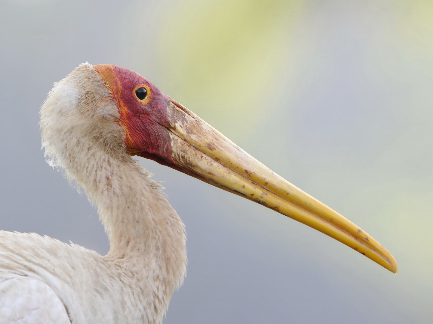 Bec Armé de l'Ibis Tantale