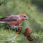 Bec croisé des sapins