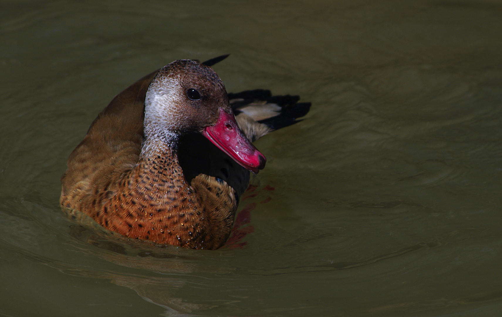 Bec rouge 2 (Amazonetta brasiliensis, canard amazonette)