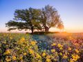 Sonnenaufgangsromantik im Frühling.  von ___r_i_c_o_l_a___