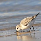 Bécasseau de Sanderling