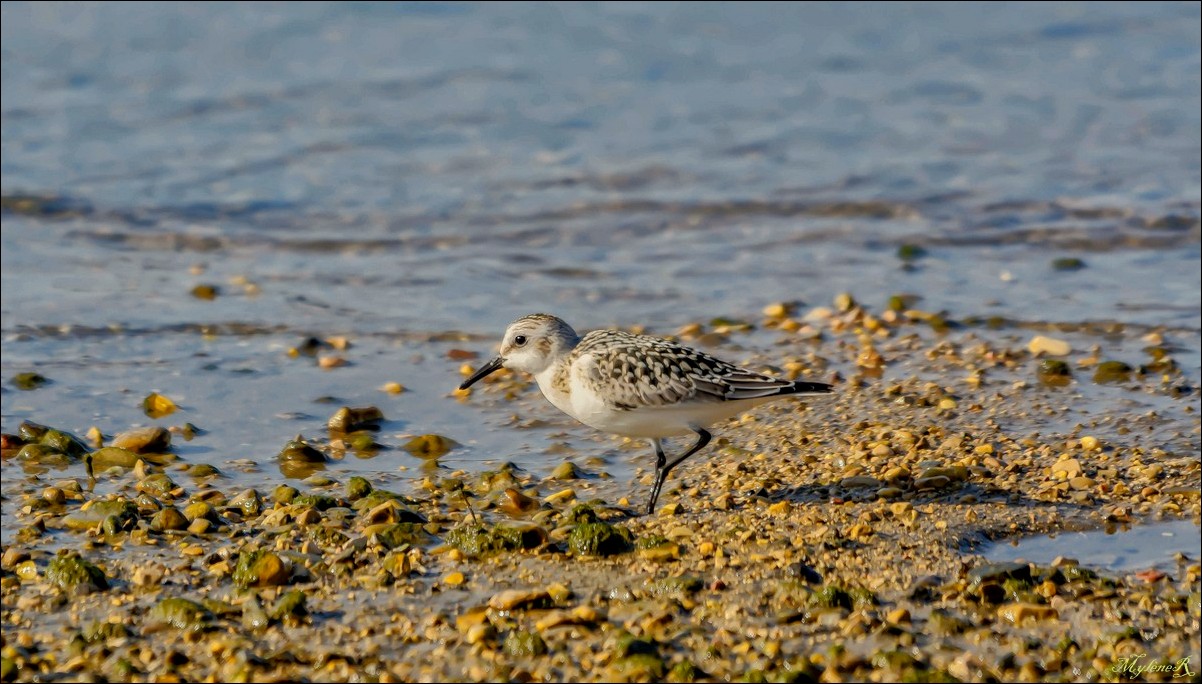 Becasseau Sanderling