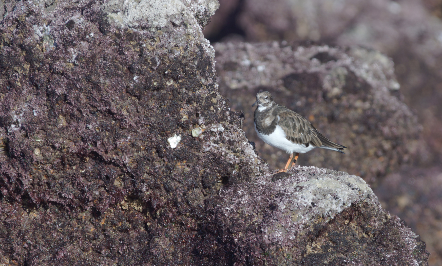 bécasseau sanderling