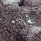 bécasseau sanderling