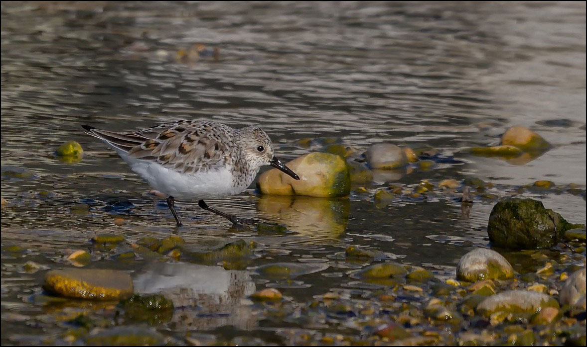 Becasseau Sanderling