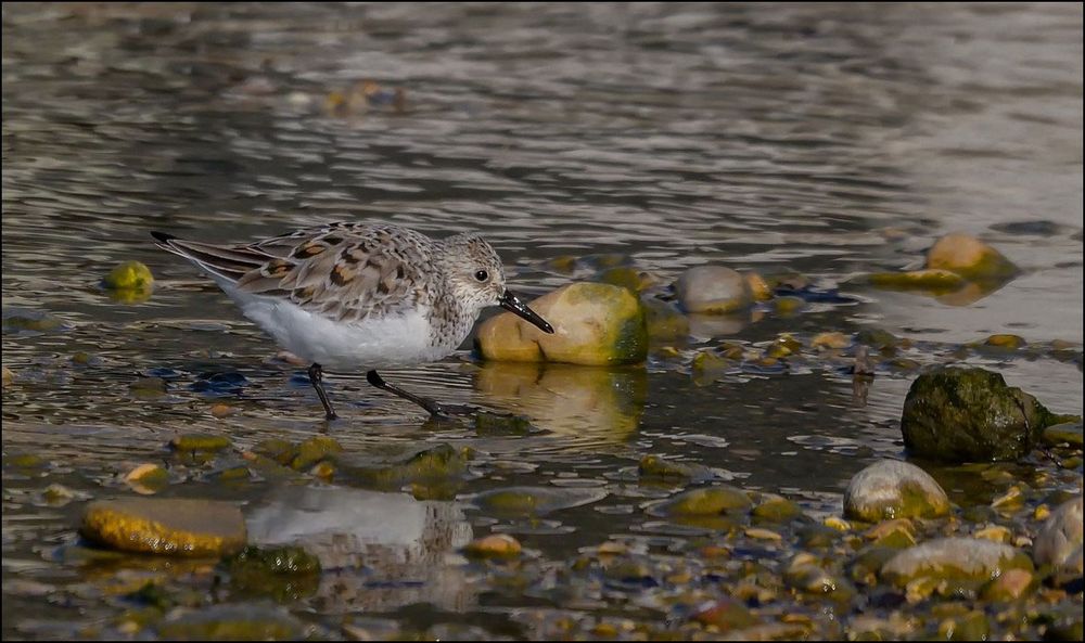 Becasseau Sanderling