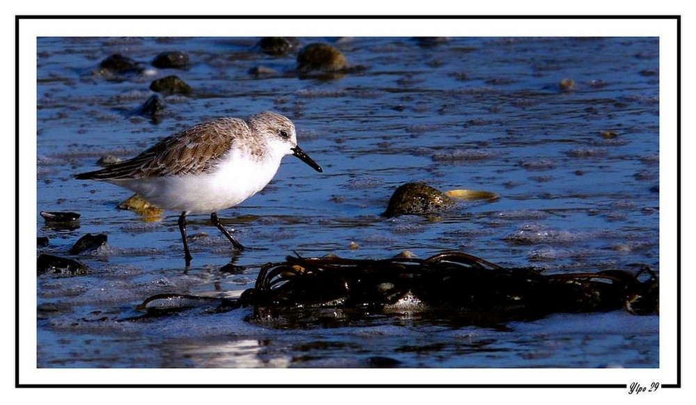 Bécasseau sanderling