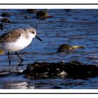 Bécasseau sanderling