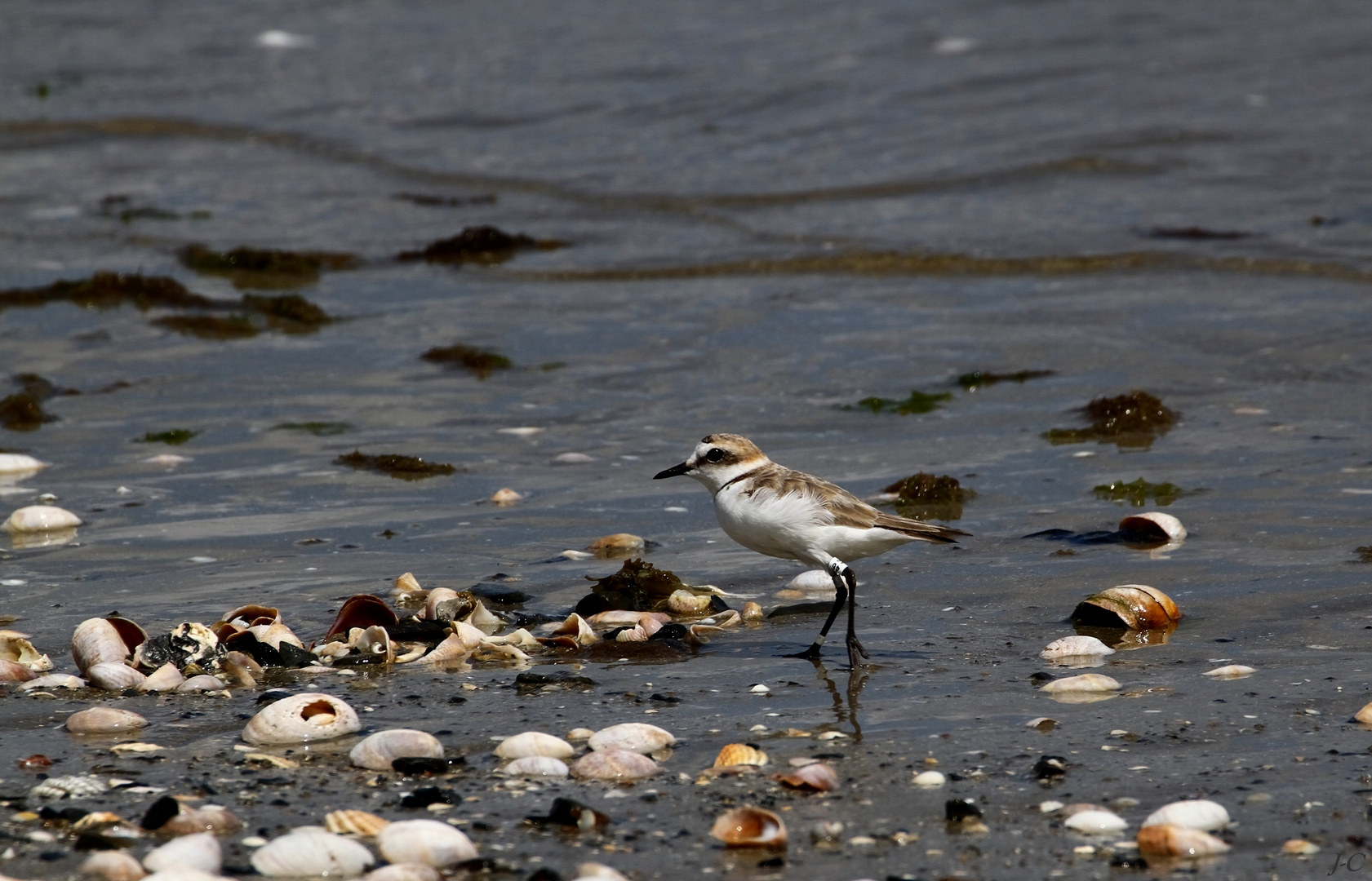 " Bécasseau sanderling "