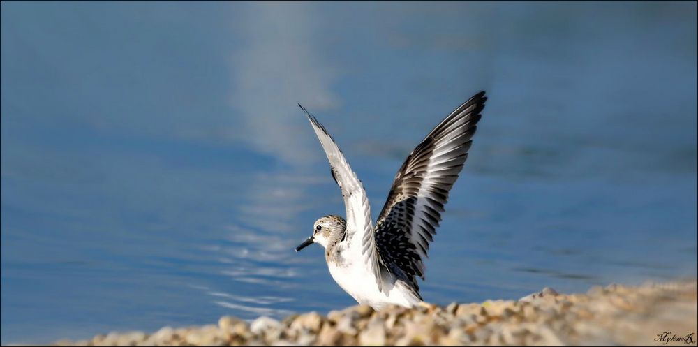 Becasseau sanderling