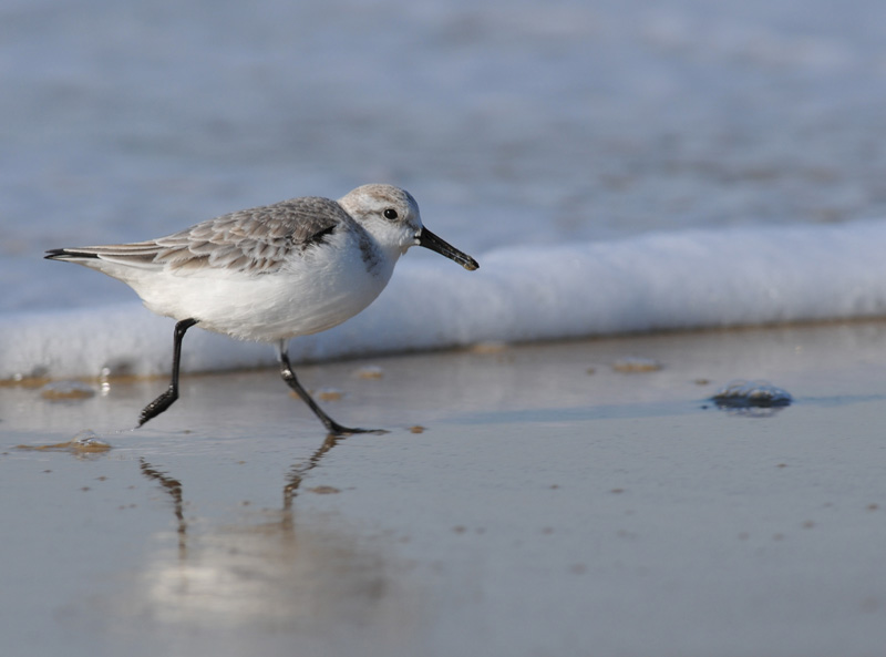 Bécasseau Sanderling