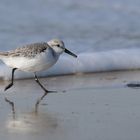 Bécasseau Sanderling