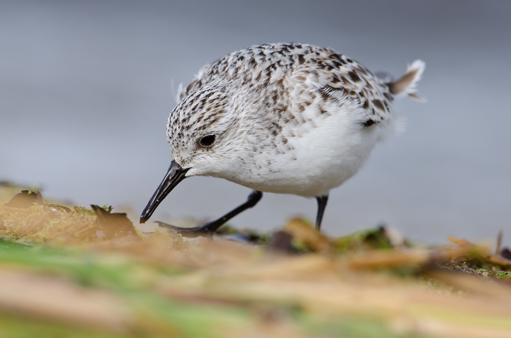 Bécasseau sanderling