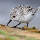 Bécasseau sanderling