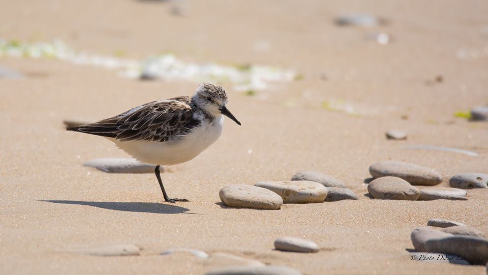 Bécasseau sanderling