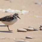 Bécasseau sanderling