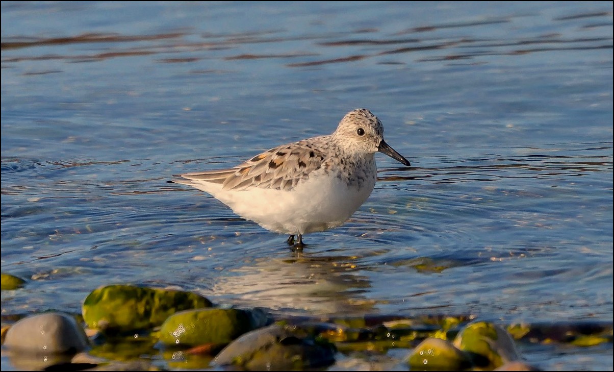 Becasseau Sanderling