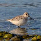 Becasseau Sanderling