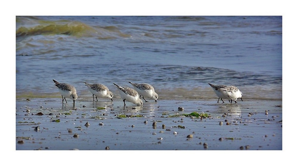 Bécasseau sanderling