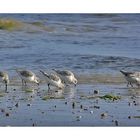 Bécasseau sanderling